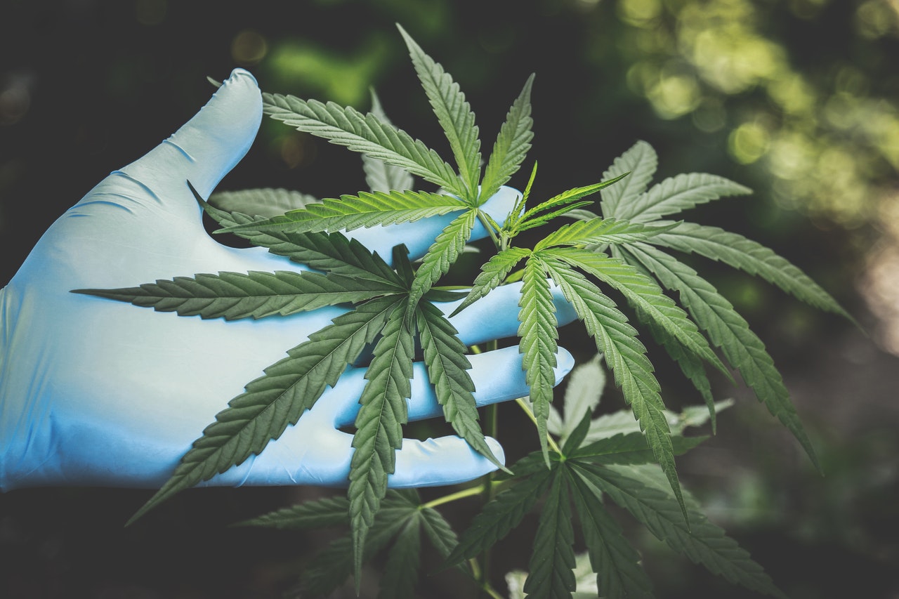 Aktuelle Informationen zu Cannabis: Legalisierung, Verkauf und Besitz